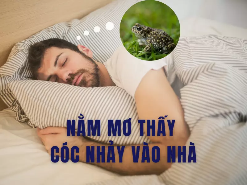 Cóc nhảy vào nhà