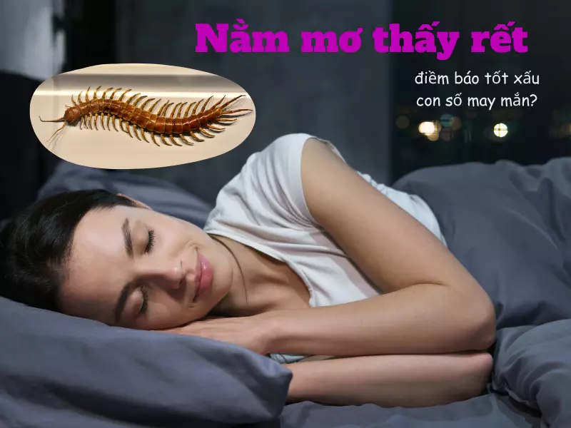 nằm mơ thấy rết