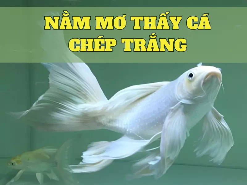 nằm mơ thấy cá chép trắng