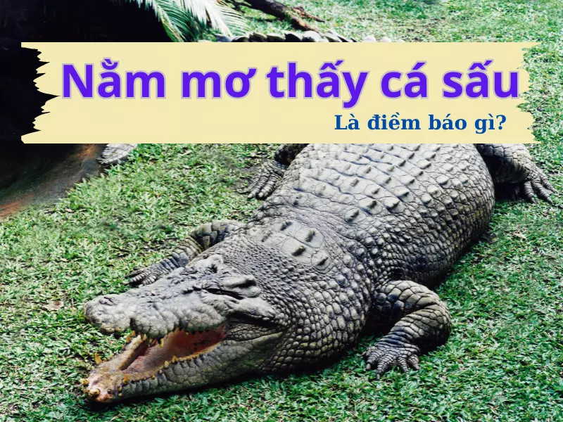 nằm mơ thấy cá sấu