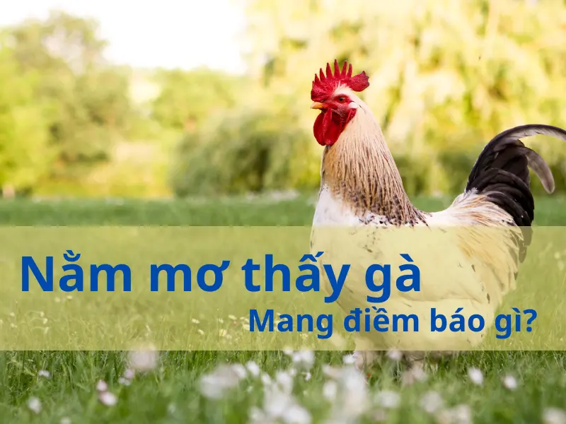 Nằm mơ thấy gà
