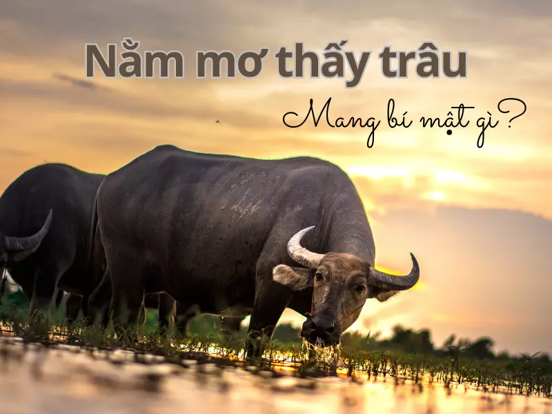 nằm mơ thấy trâu