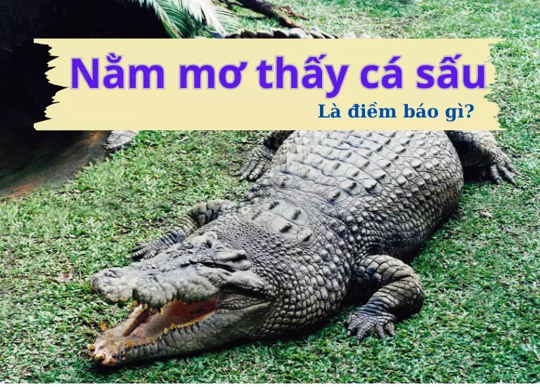 Nằm mơ thấy cá sấu cắn, cá sấu ăn thịt người, cá sấu rượt đuổi đánh con gì? Cá sấu là số mấy?