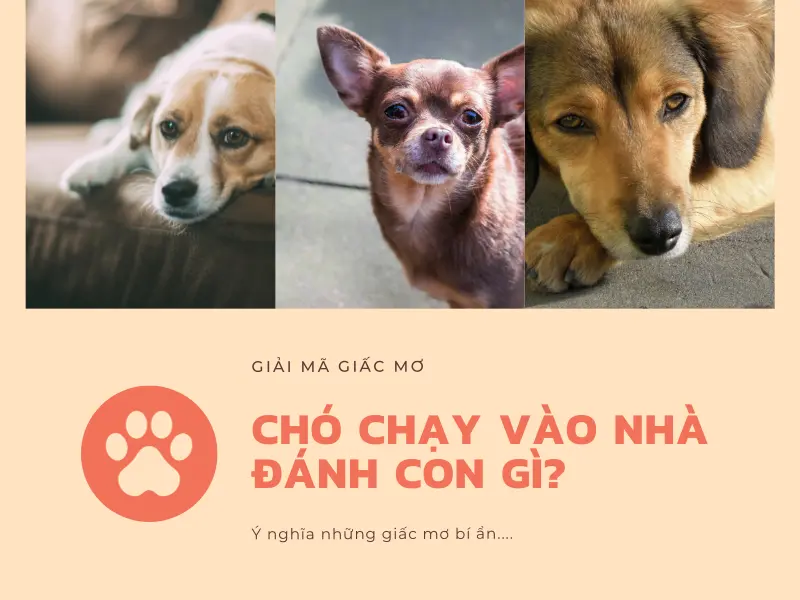 chó chạy vào nhà đánh con gì