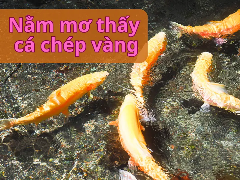 nằm mơ thấy cá chép vàng