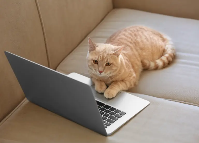 Bộ số khi bạn nằm mơ thấy mèo khác