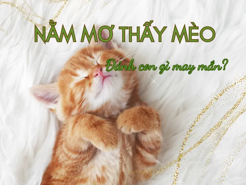 Nằm mơ thấy mèo