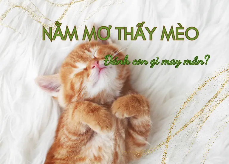 Nằm mơ thấy mèo nên đánh con gì? Điềm báo nào giúp bạn may mắn?