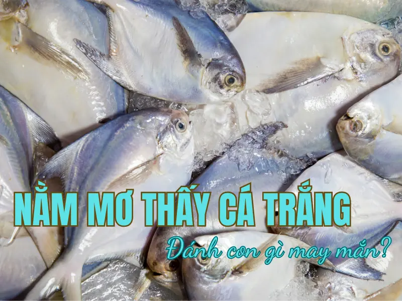 Nằm mơ thấy cá trắng