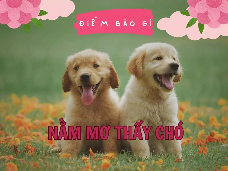 nằm mơ thấy chó