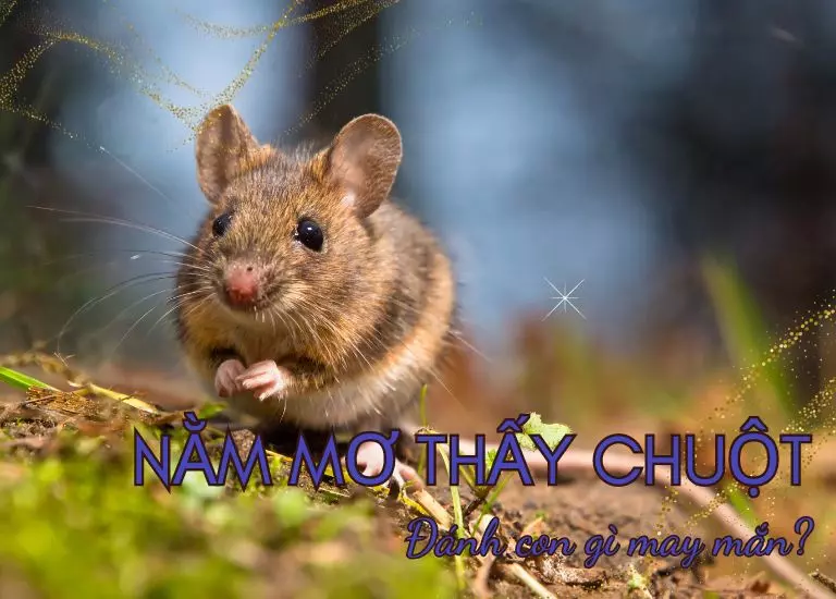 Nằm mơ thấy chuột đánh con số nào may mắn – đừng bỏ lỡ!