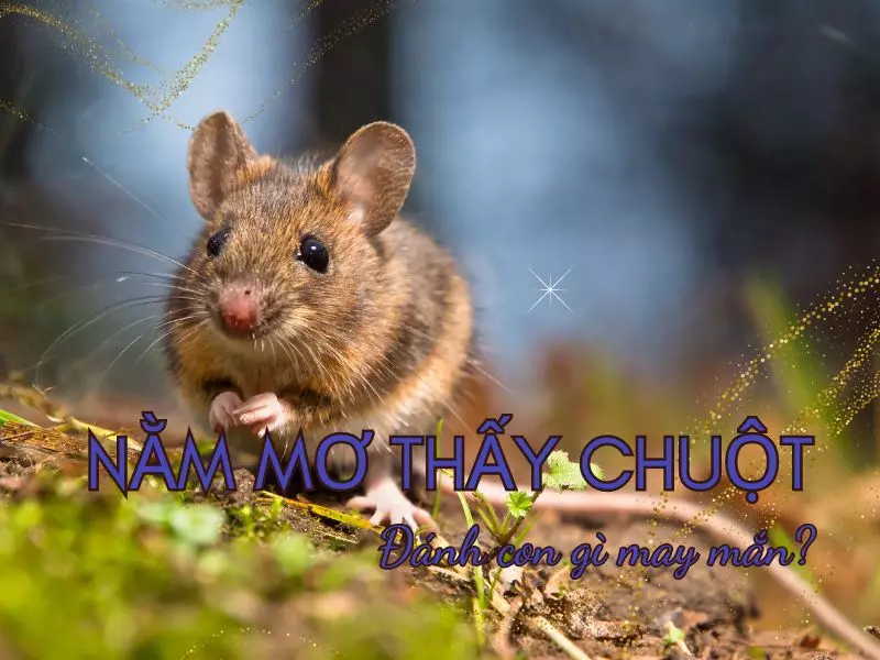 nằm mơ thấy chuột