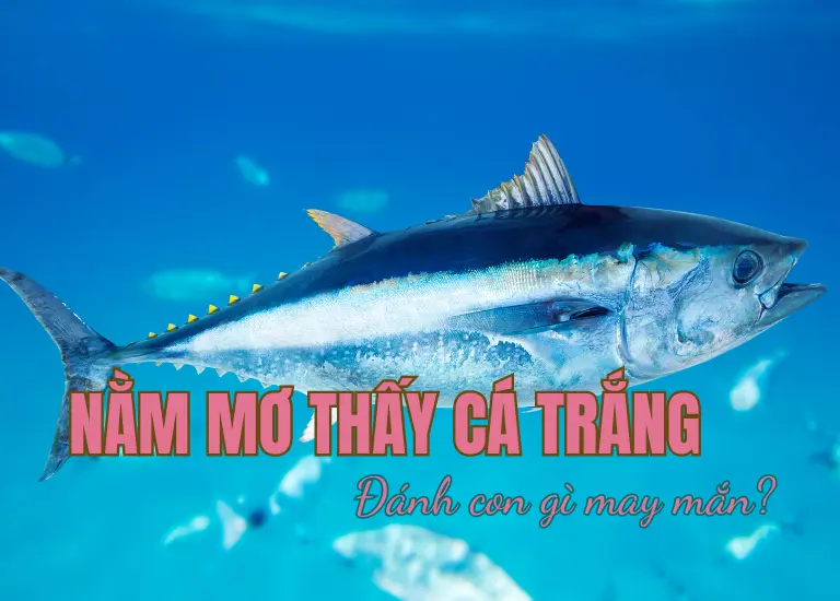 Nằm mơ thấy cá trắng, đáng số đề cá trắng là bao nhiêu? Giải mã giấc mơ thấy cá trắng chuẩn nhất