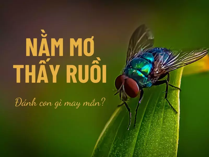 Nằm mơ thấy ruồi