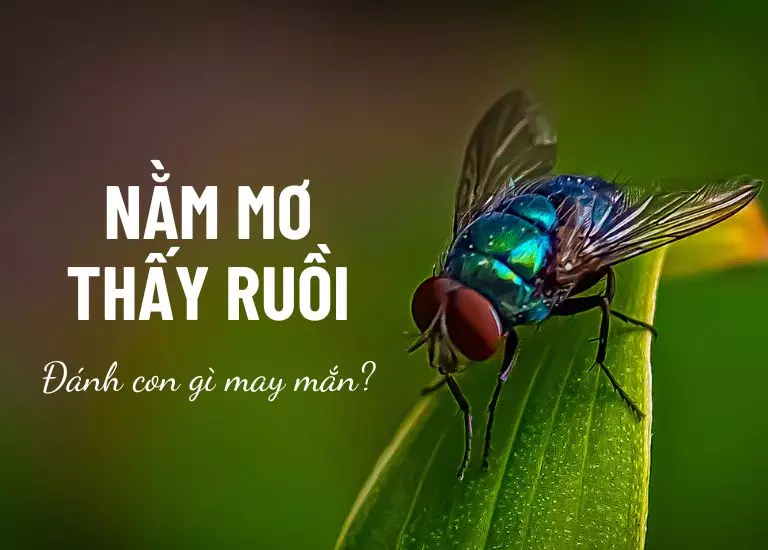 Nằm mơ thấy ruồi mang đến điềm báo gì? Đánh con số nào may mắn?