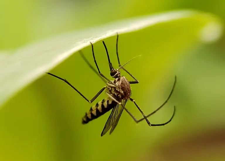 Nằm mơ thấy muỗi chết