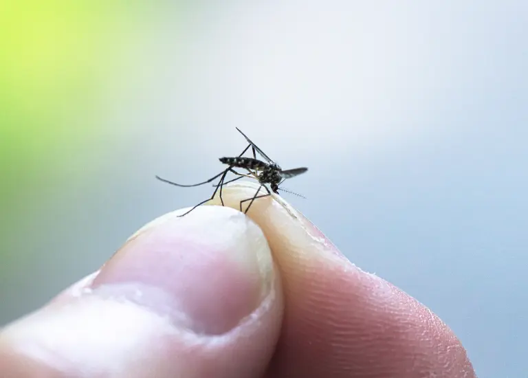 Nằm mơ thấy muỗi là số mấy? Nằm mơ thấy muỗi đánh con gì?