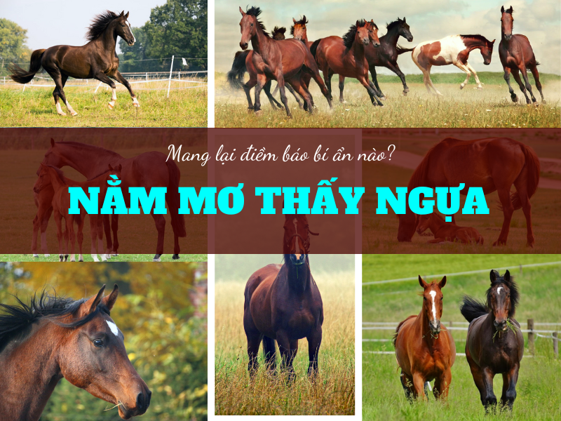 Nằm mơ thấy ngựa