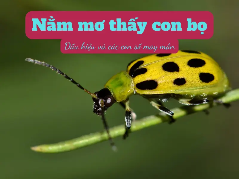 Nằm mơ thấy con bọ