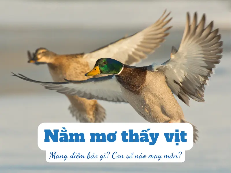 nằm mơ thấy vịt