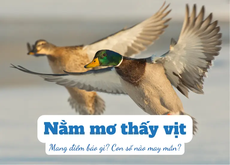 Nằm mơ thấy vịt mang lại điềm báo gì, cát hay hung? Con số nào may mắn?