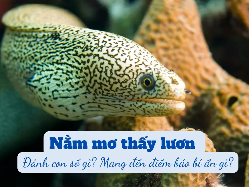mơ thấy lươn