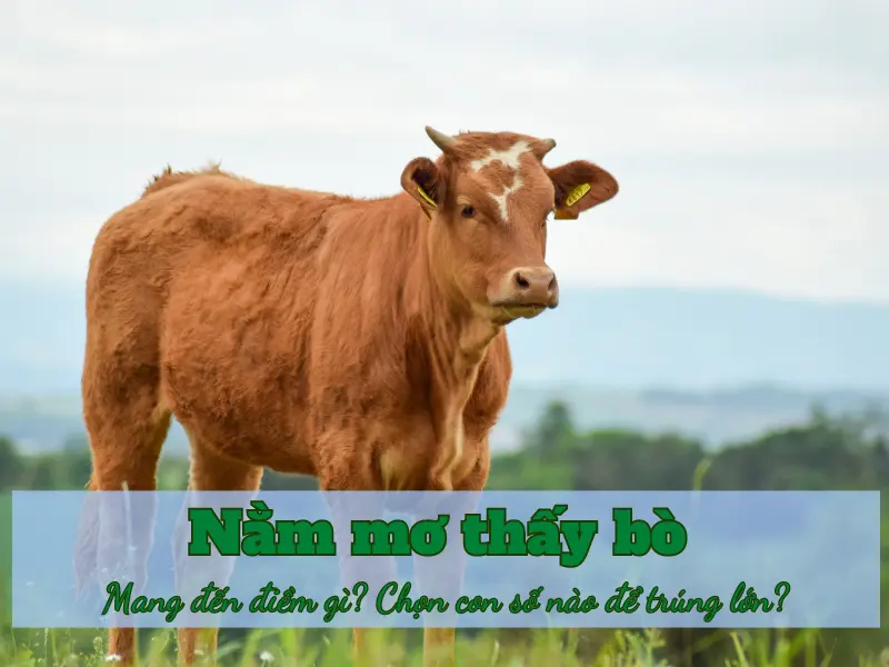Nằm mơ thấy bò